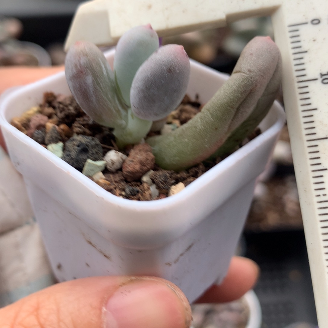 米可奶酪多肉有锦纹203