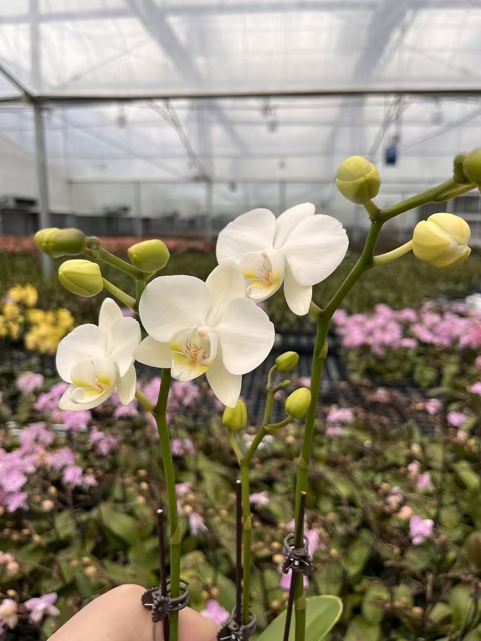 【阿玛】蝴蝶兰大苗带花剑四季开花花期长室内绿植盆栽