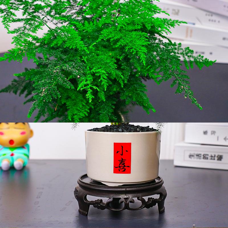 文竹盆栽植物室内书房办公室桌面小绿植好养