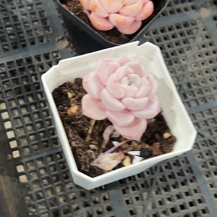 爱***桃框拍      31056号    