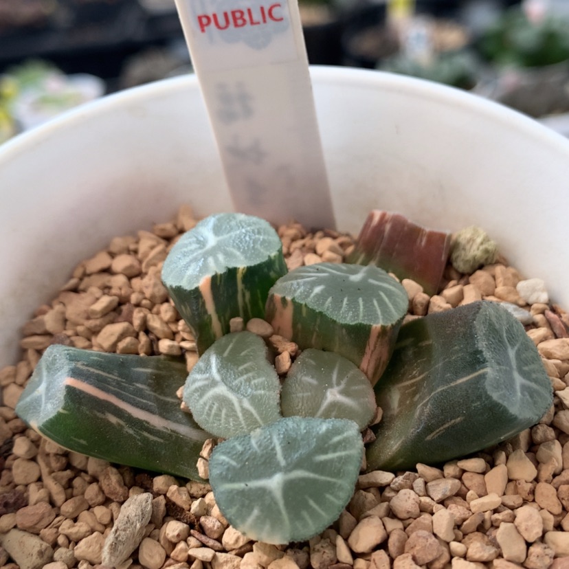 【闪购商品】246玉龙