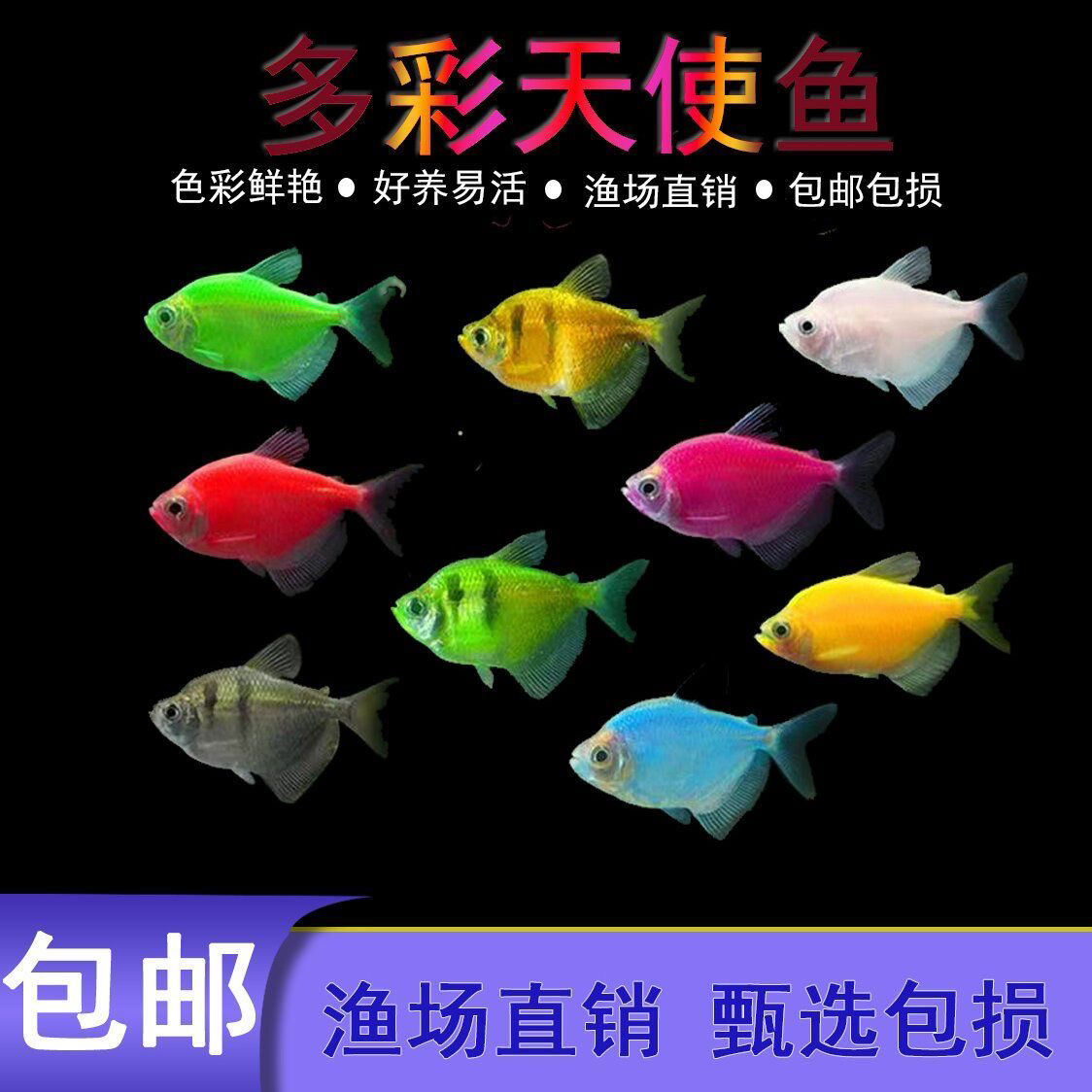 七彩天使鱼小型热带淡水鱼好养耐活可群游可草缸混养