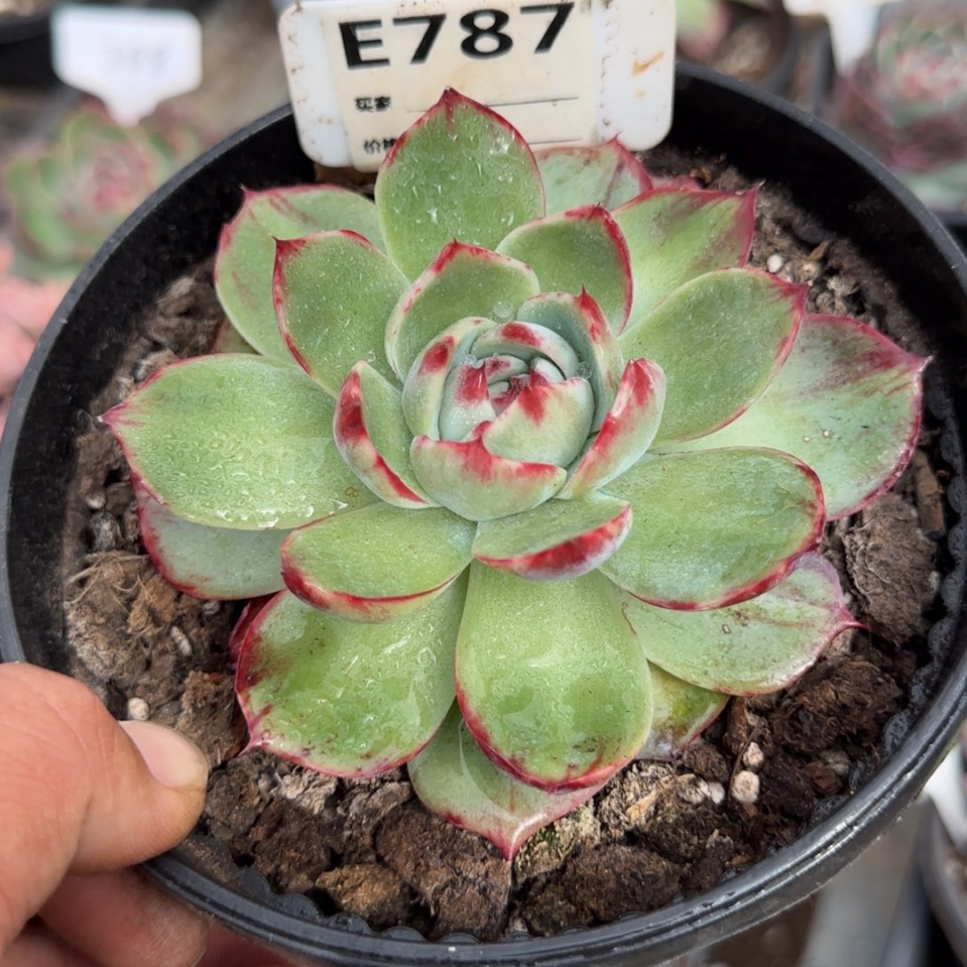 惊鸿一物一拍包装收缩花旱787