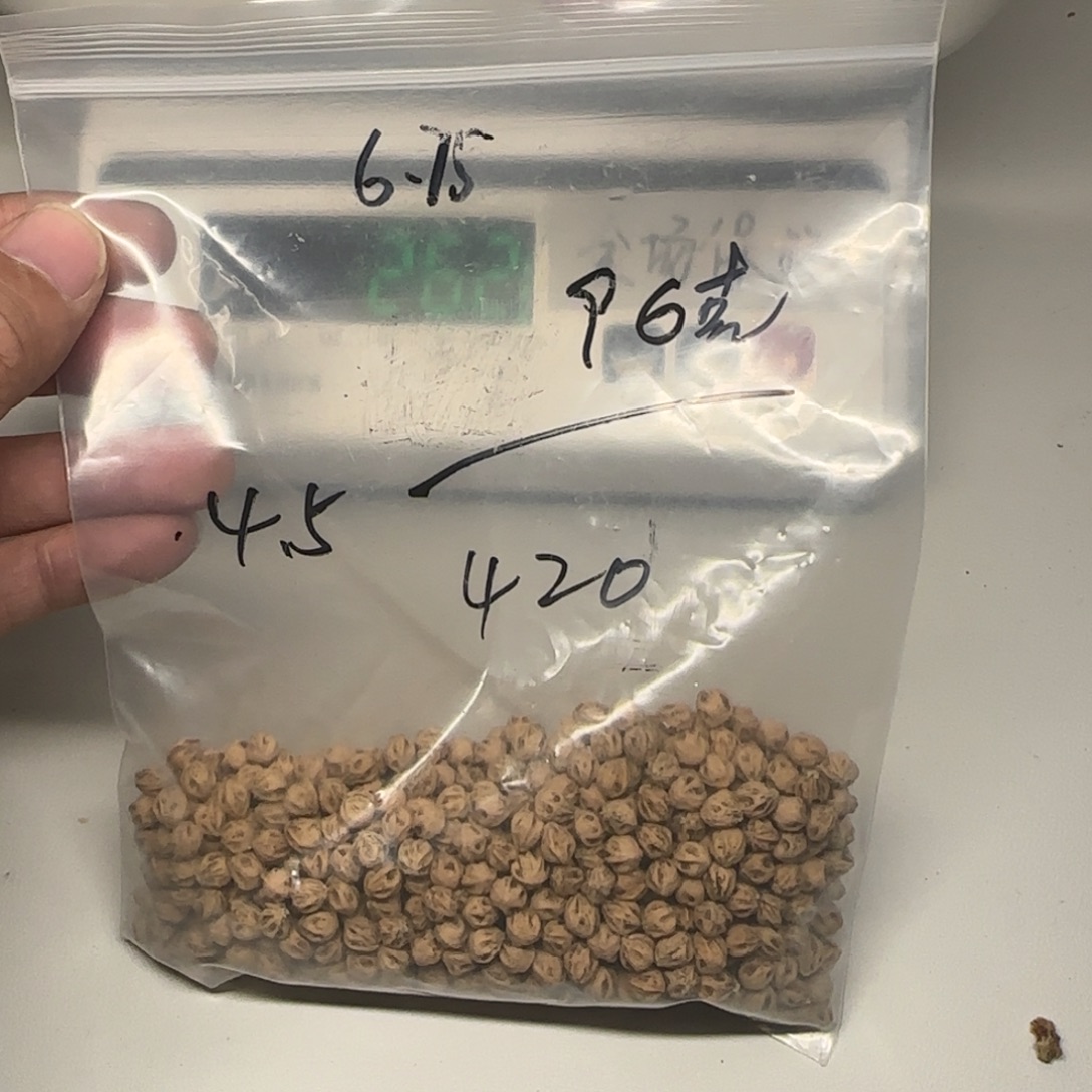 N***d柏香籽/百香籽吊坠