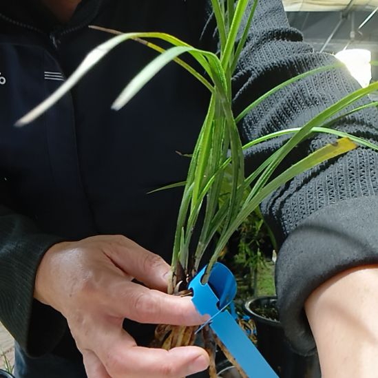 金***戋完全开放解佩梅蕙兰