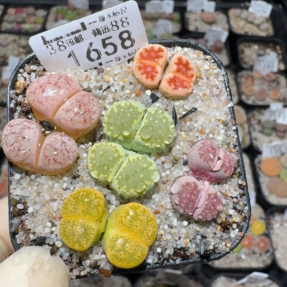 Zzz生石花肉锥1658