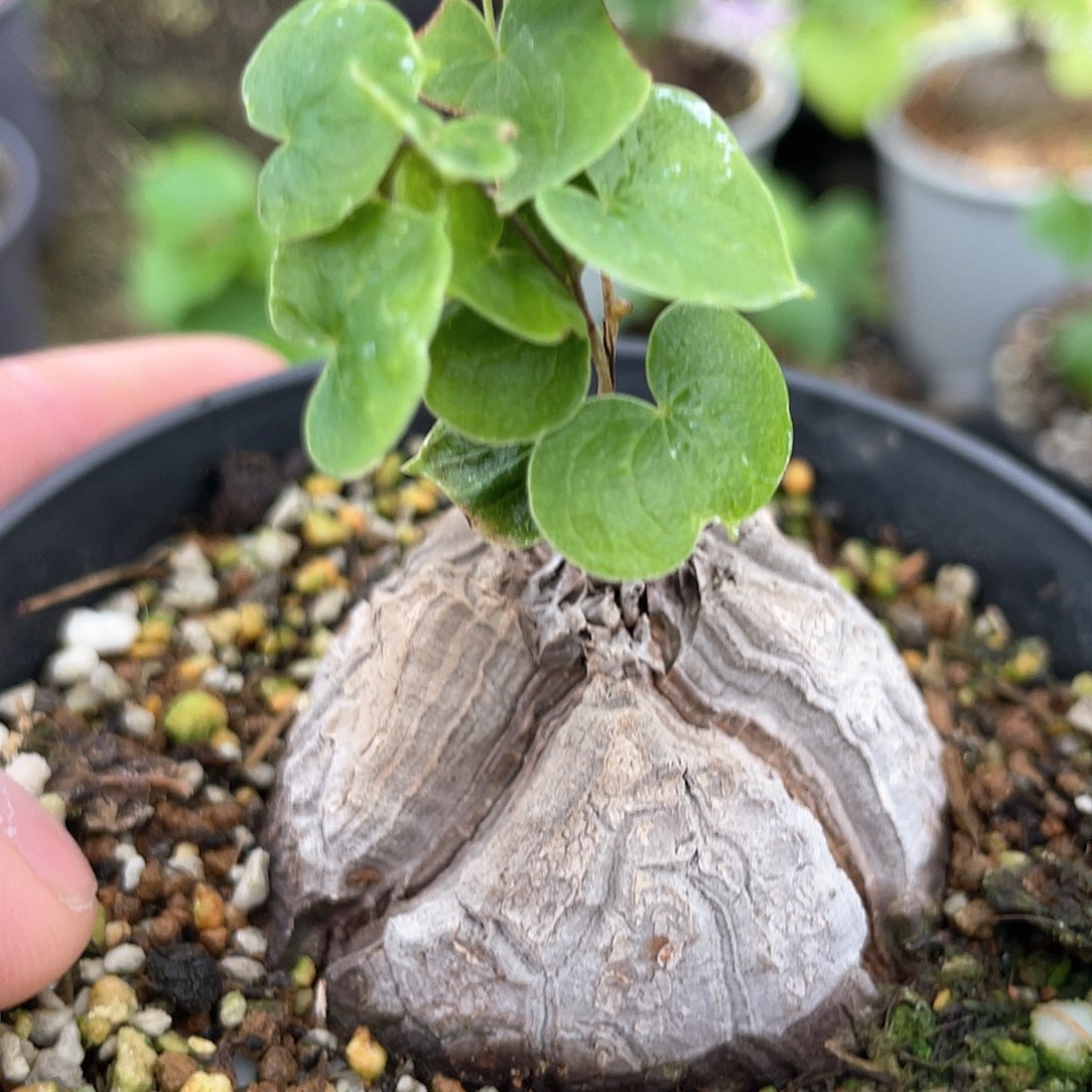 龟甲龙一物一拍550号4.6cm叉烧包