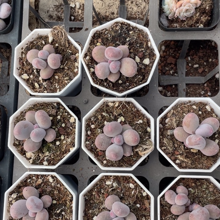 米可奶单头随机发满18包邮