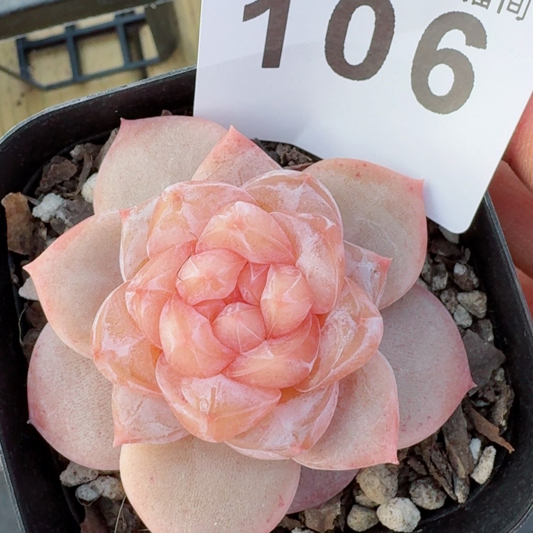 孤品         精品多肉