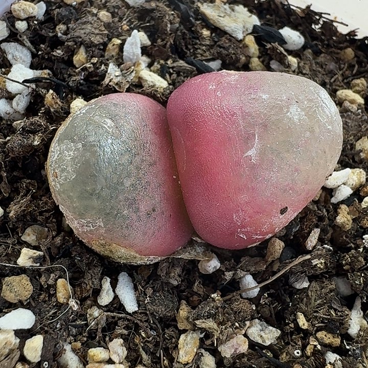 老马生石花双头灯泡1224