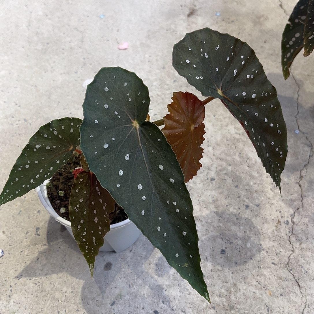 无花朵孤鸿 秋海棠