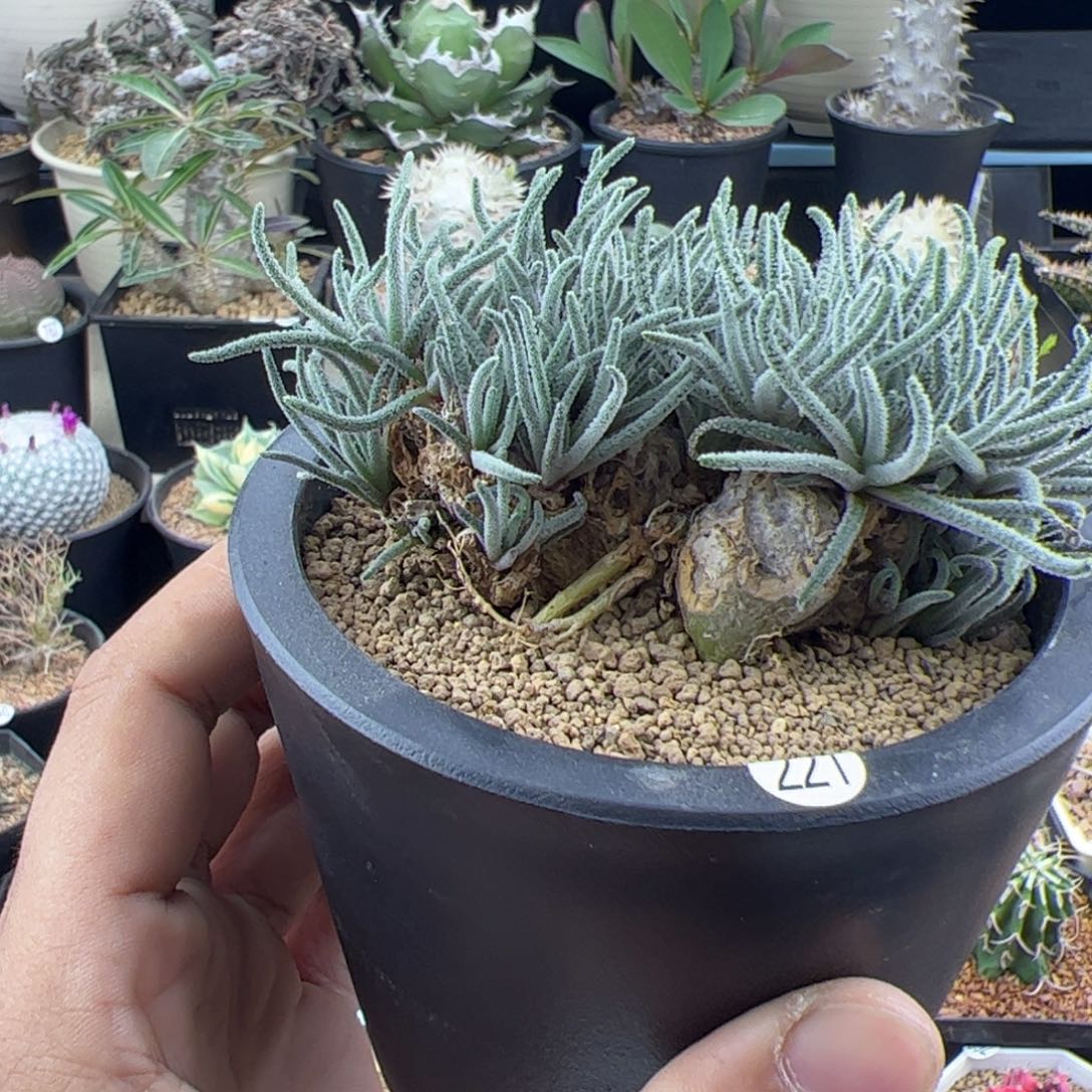 天赐老桩一物一拍221