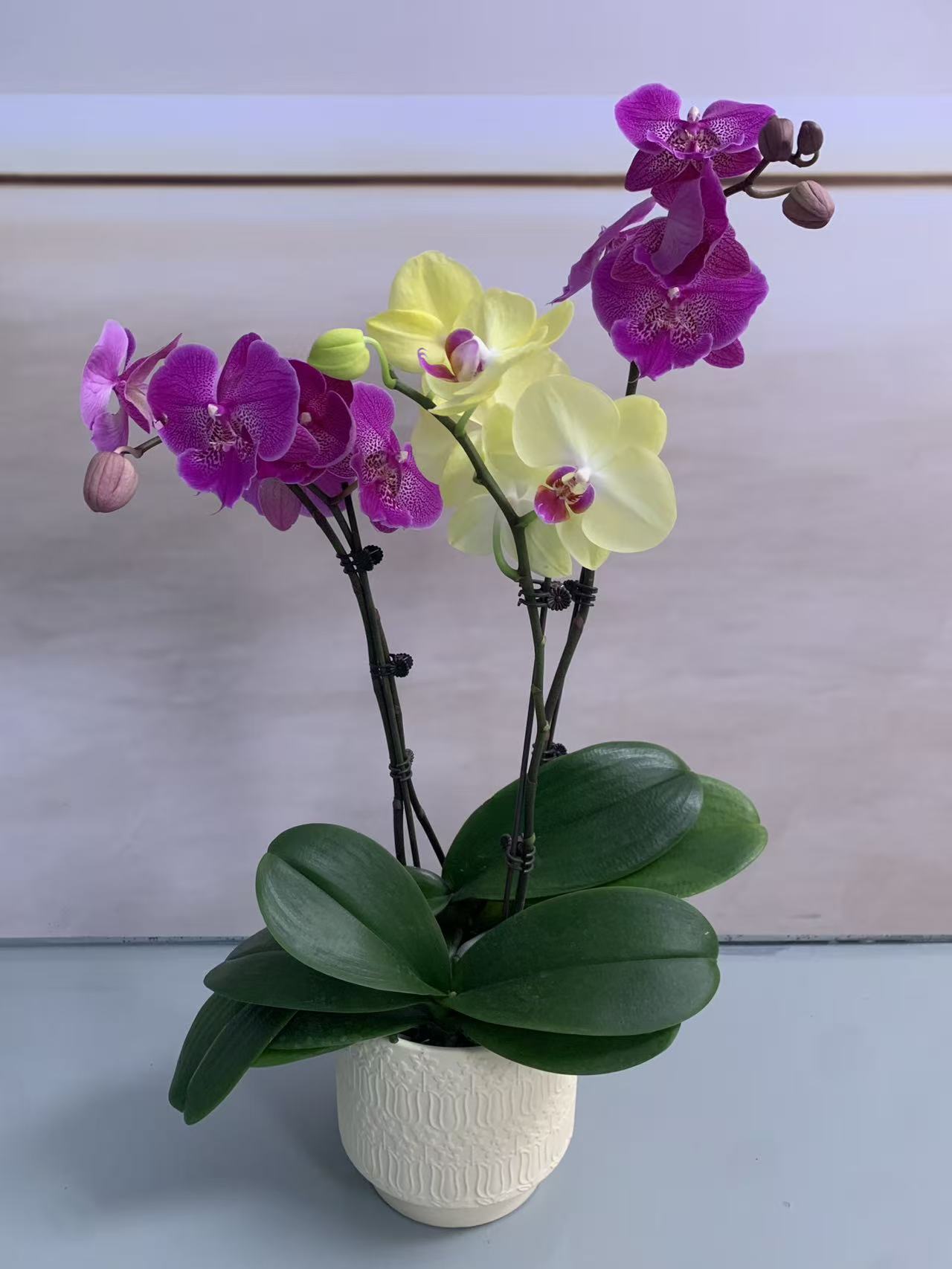 【大红鹰+菠萝】盆栽带花苞花剑大苗客厅室内四季好养活植物花卉