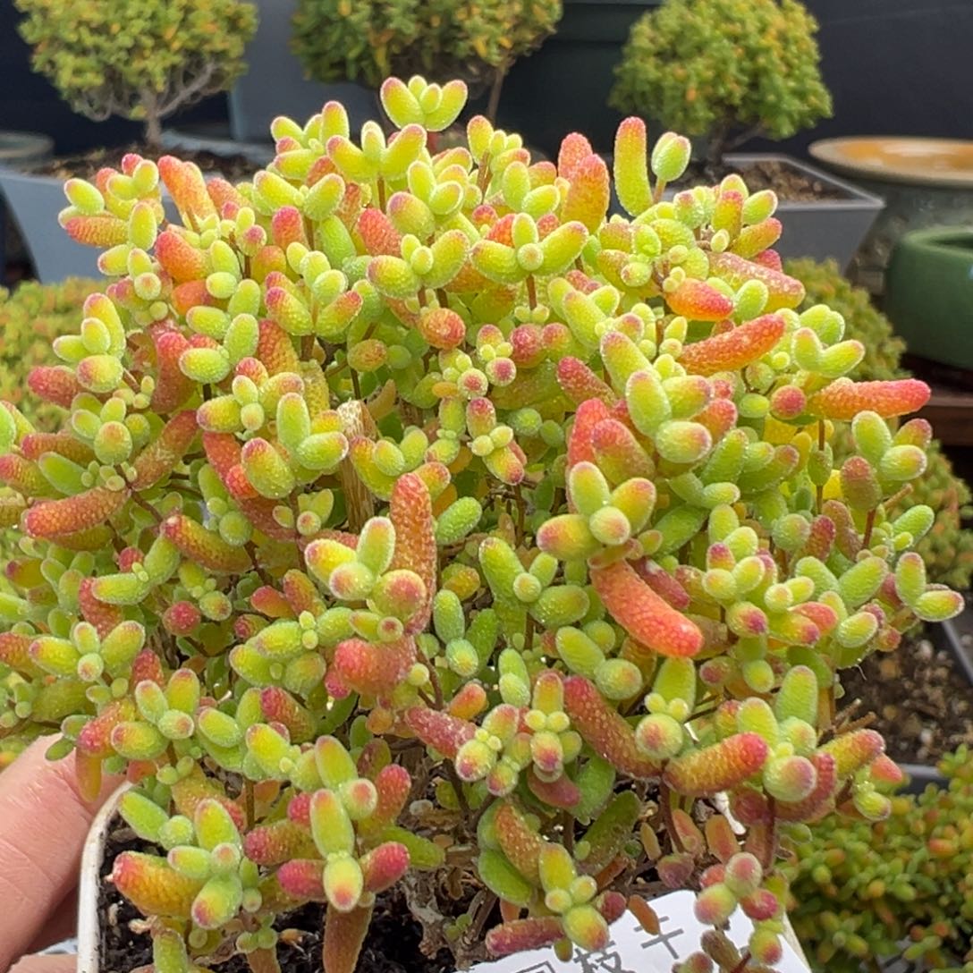 开播炸 dy3821精控蜜橘糖球冠幅6.5cm