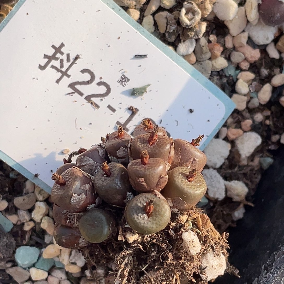 是***～22-120肉锥多肉植物