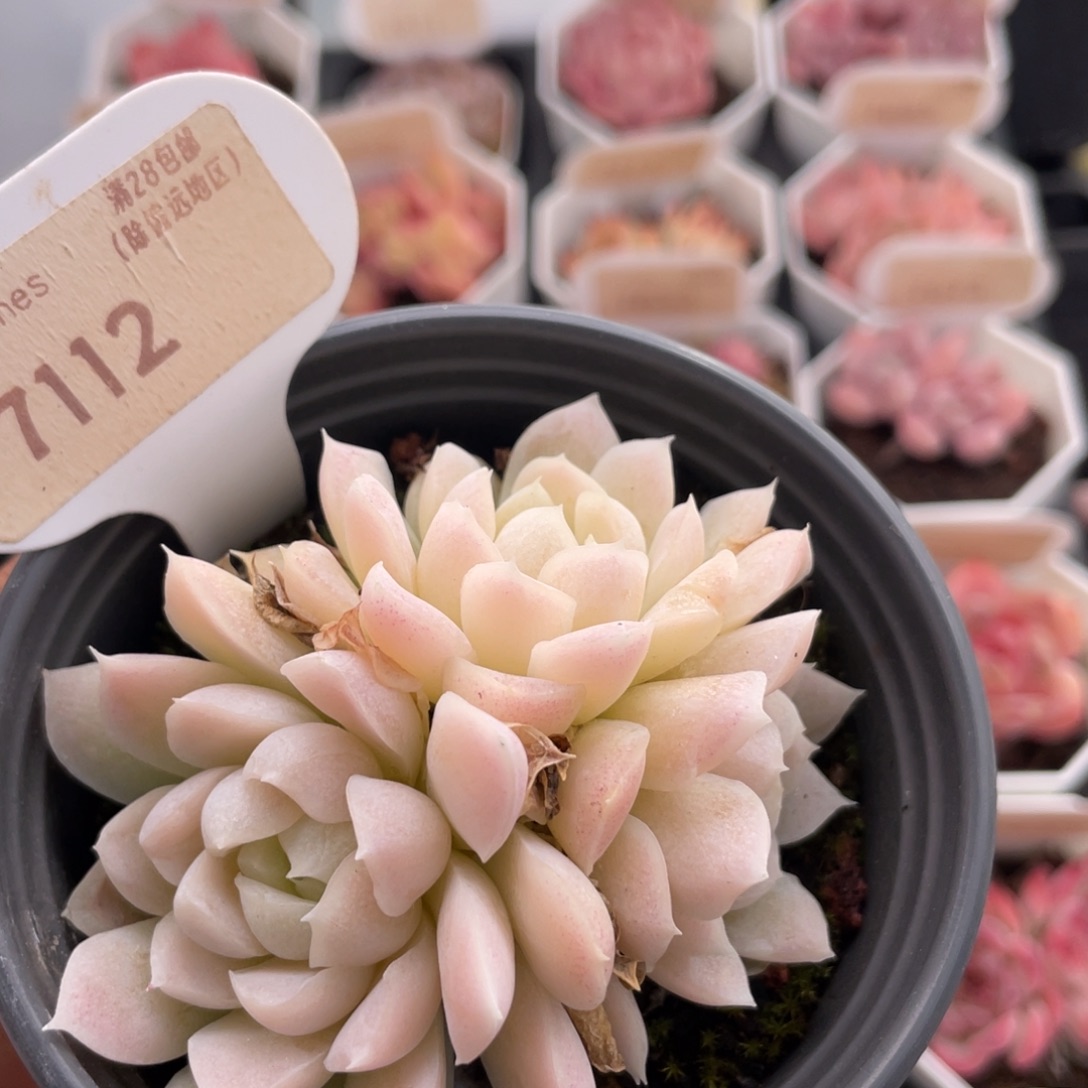 白月影7112-7.5厘米