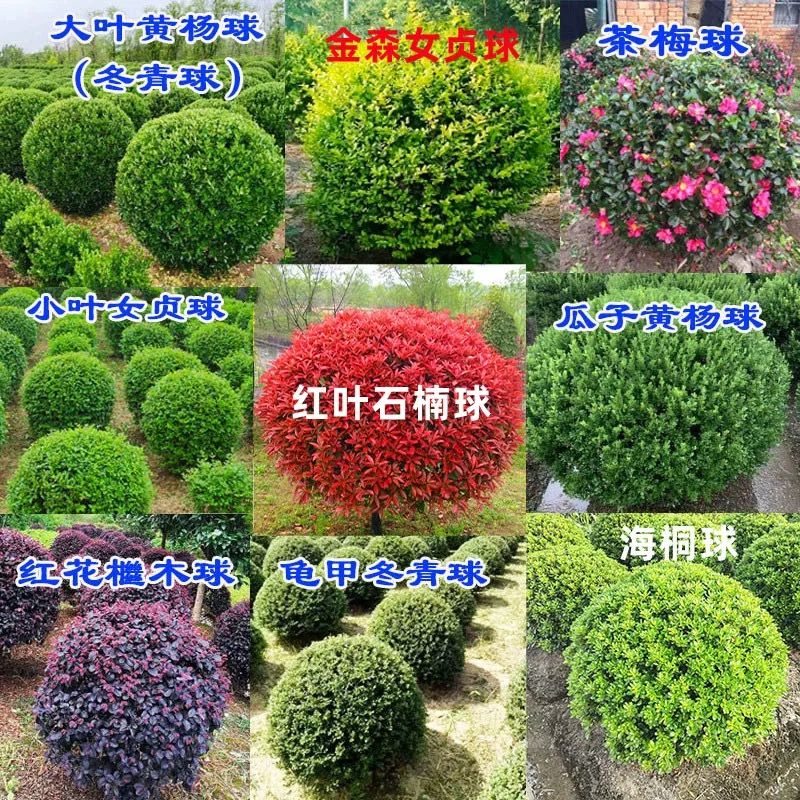 球形绿植龟甲亮晶女贞小叶黄杨小叶女贞红叶石楠球海桐球冬青球