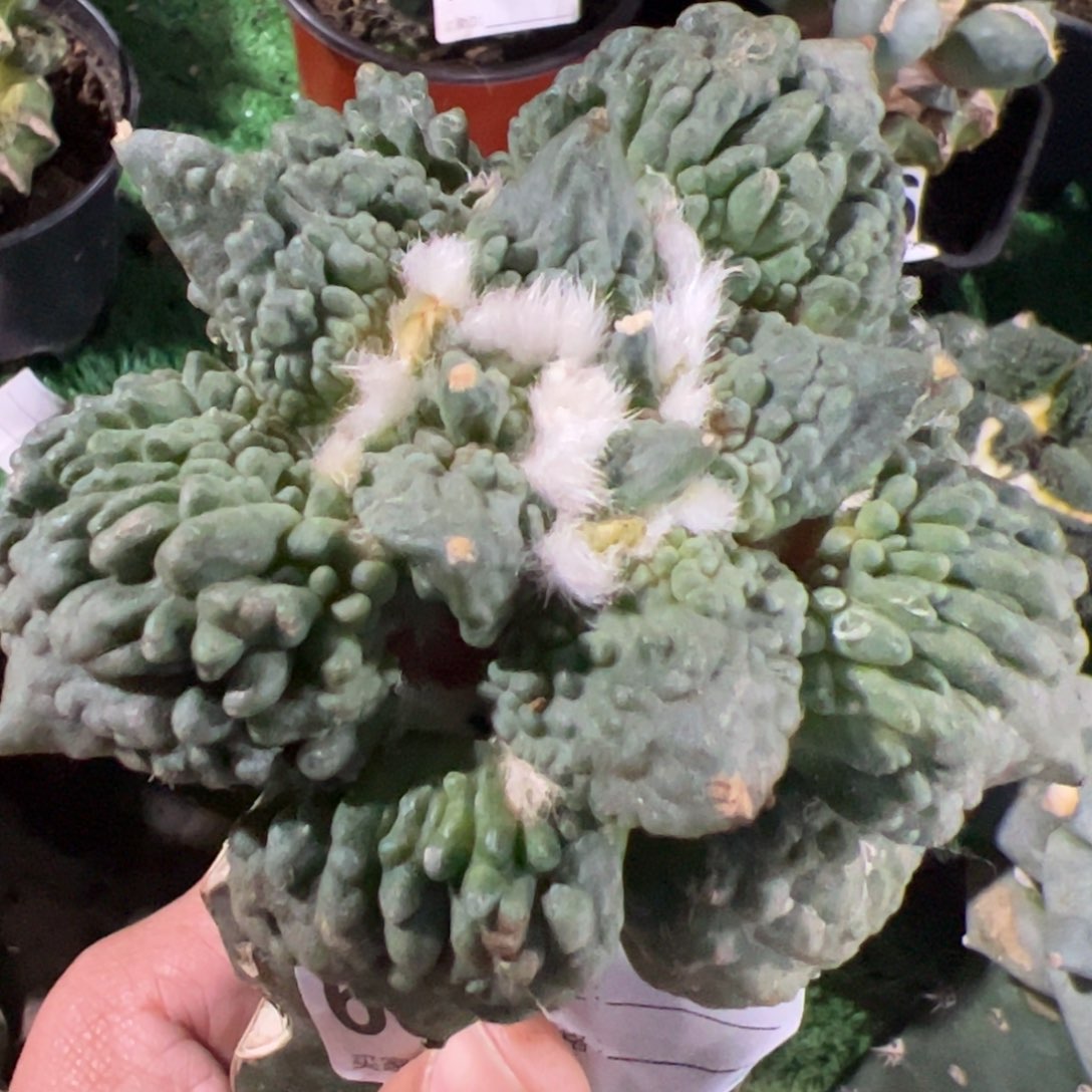 大尤怒涛牡丹仙人球683