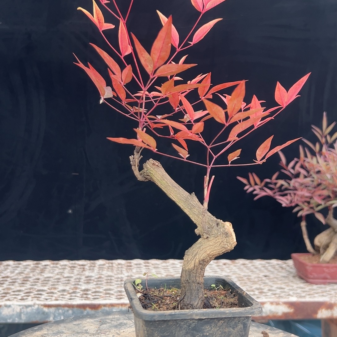 不开花植物00000005