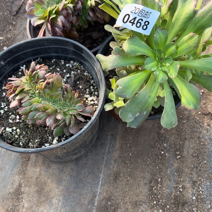 多肉植物468种植物