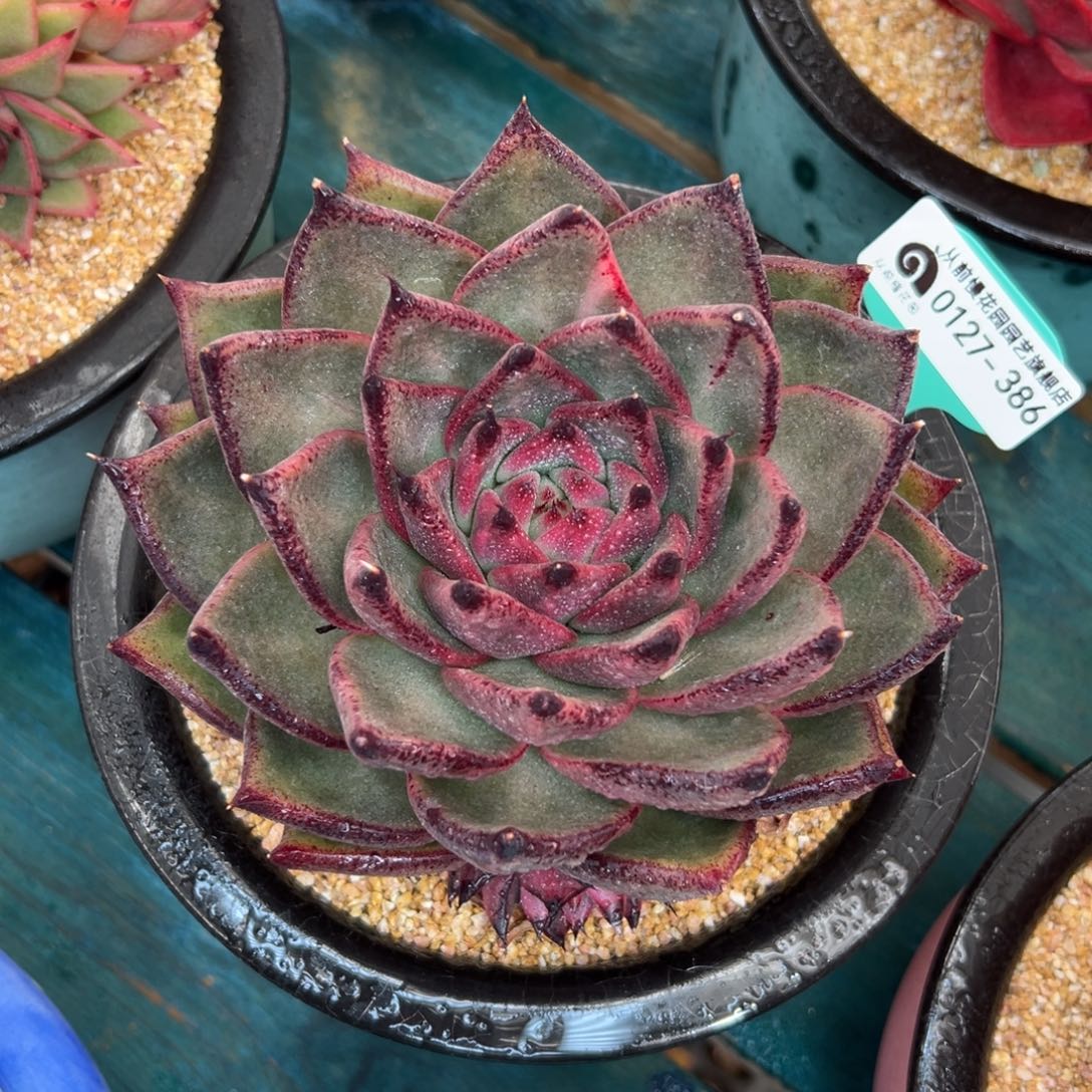 多肉一物一拍0127-386