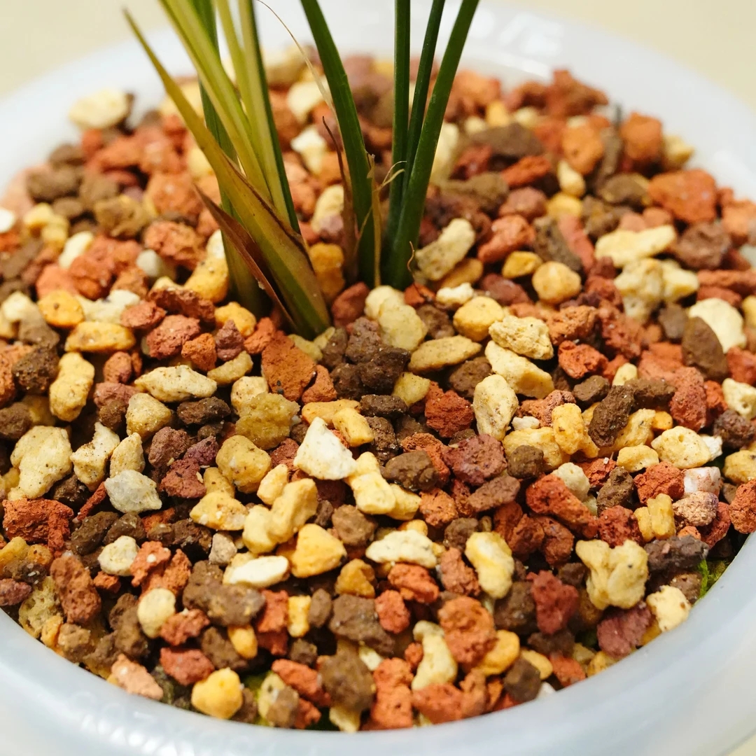 （人工过筛清洗款）高端三合一兰花铺面石护茎土疏松保湿美观营养土