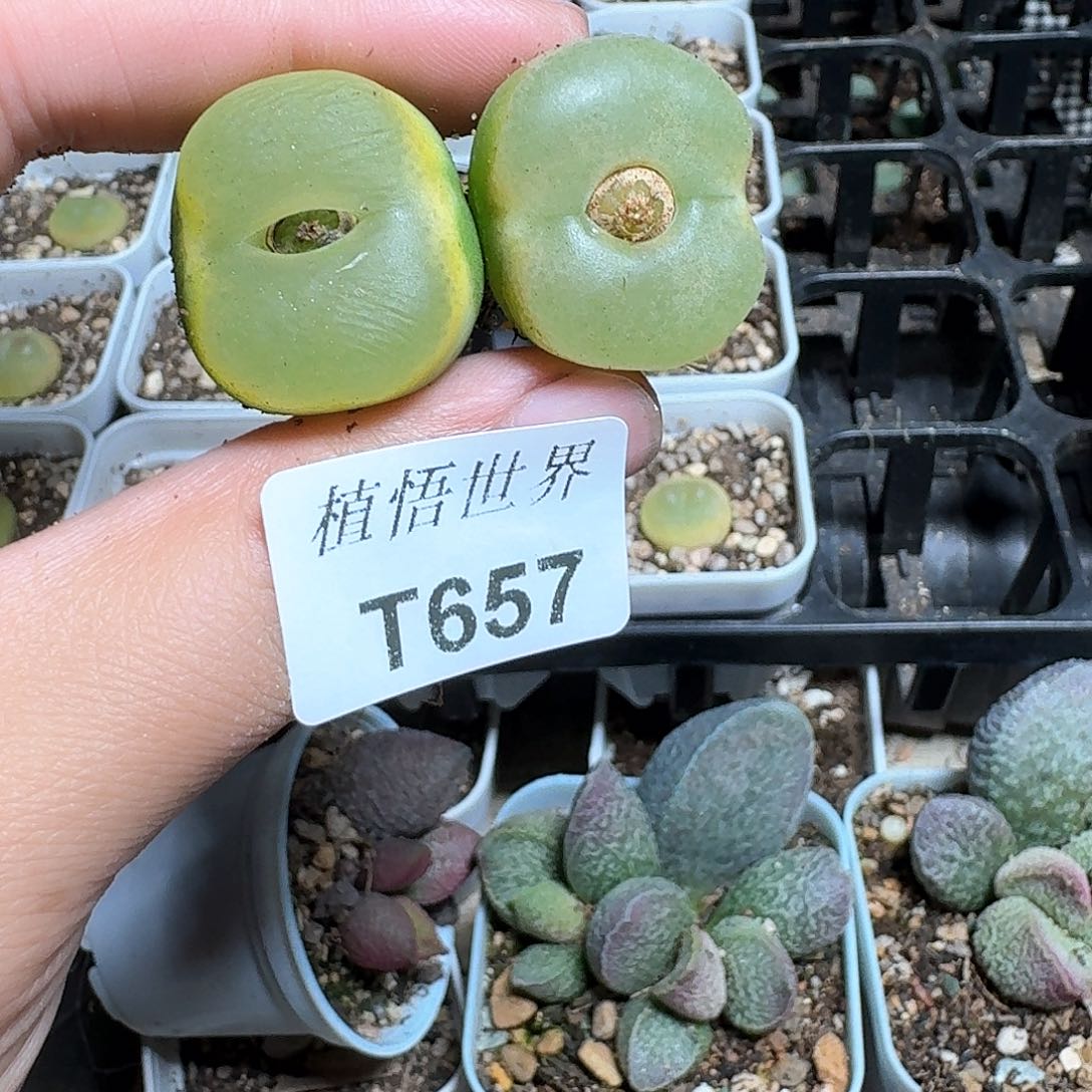 657盒多肉植物哇fv