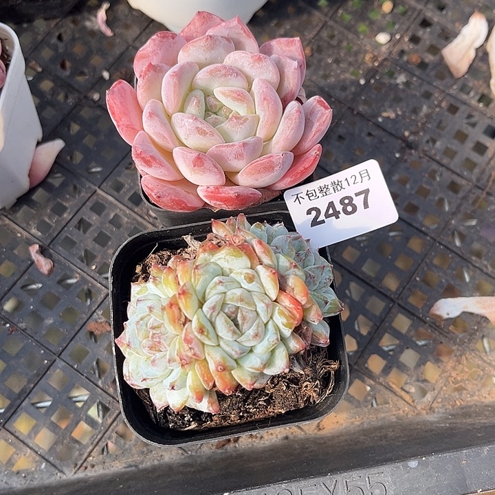 阿雅园艺。      2487两颗