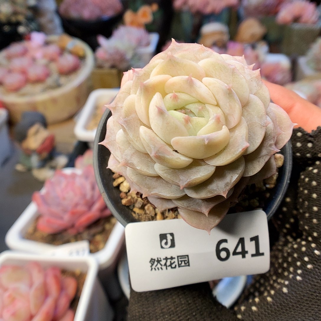 641纯爱多肉66666