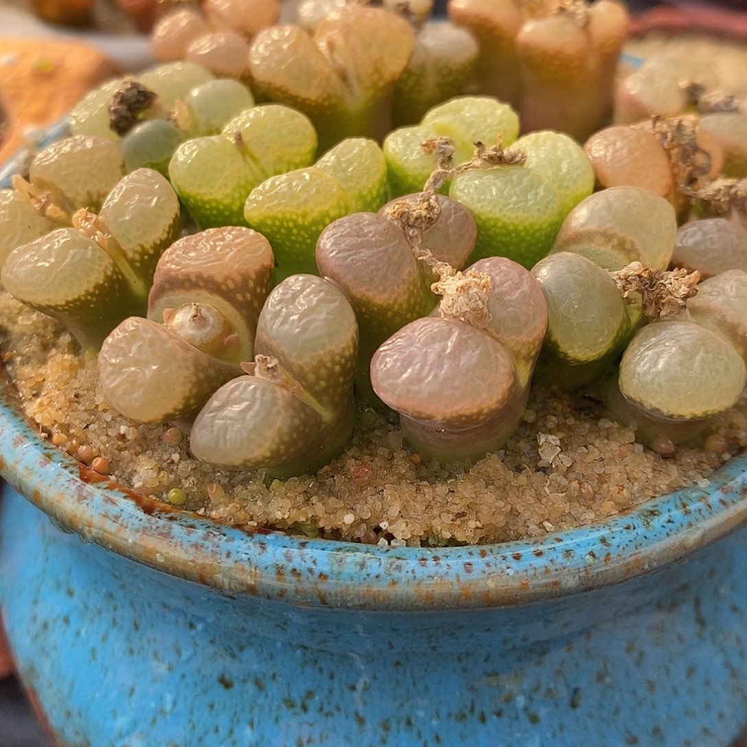 双头粉红少女风铃1颗。     