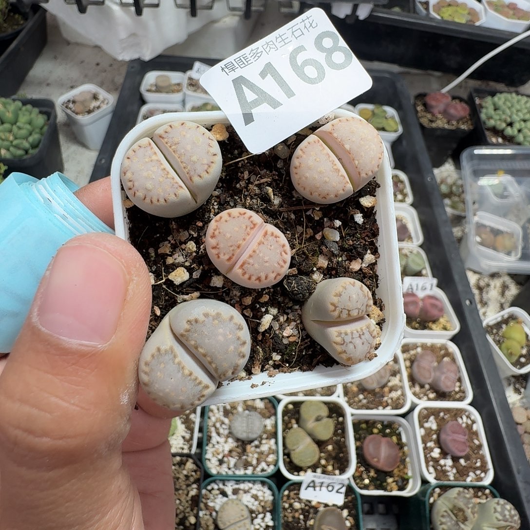 168多肉植物多肉植物