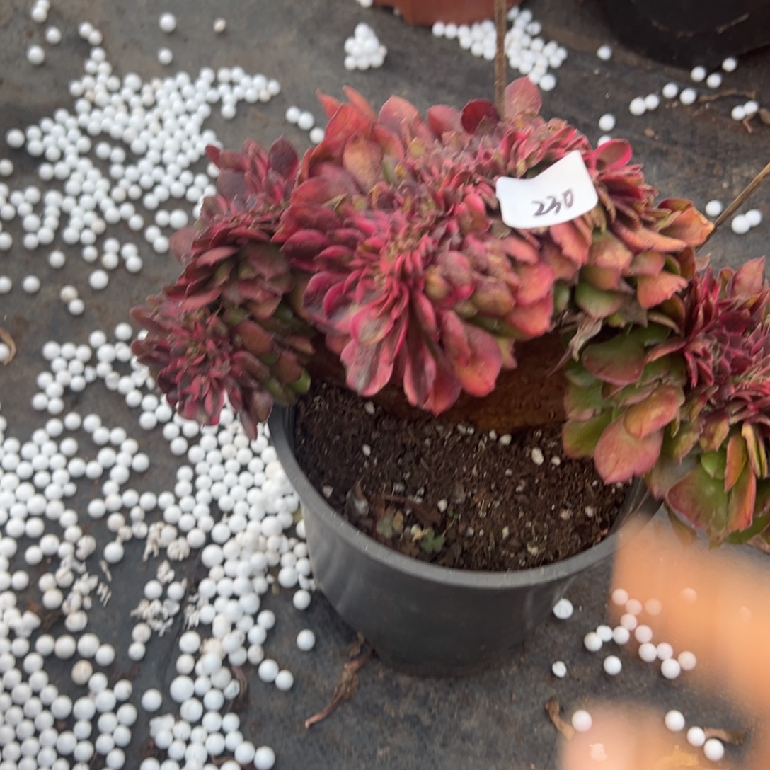 230荔枝缀多肉椅子