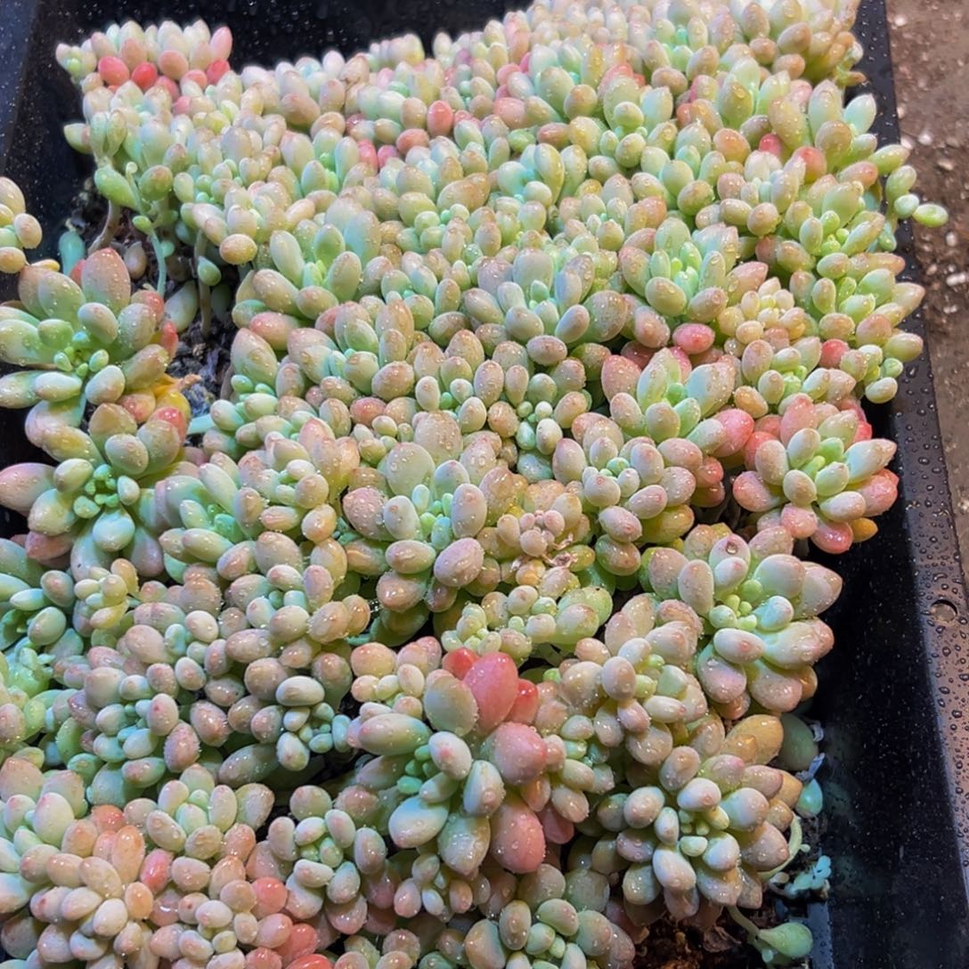 411多肉葡萄的味道是真的