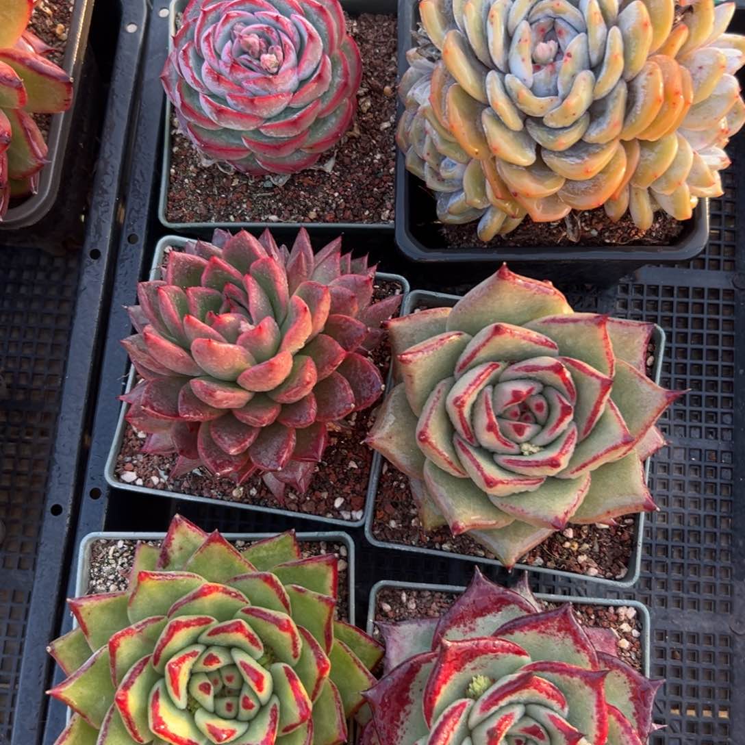 多肉一物一拍编号0123-188