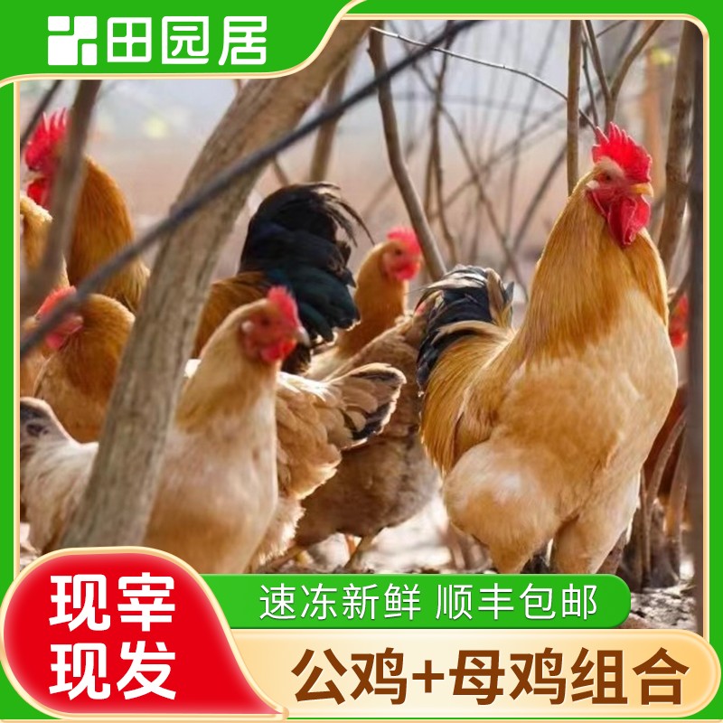 【田园居】老母鸡大公鸡组合