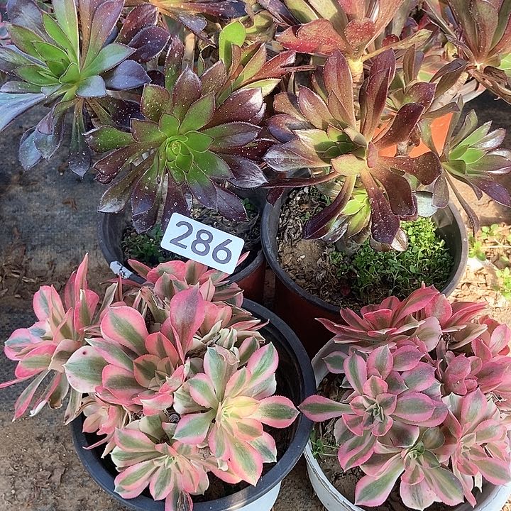 四科多肉特价不包断286