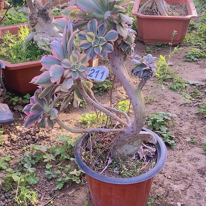 211灿烂缀化老板子法师微瑕疵