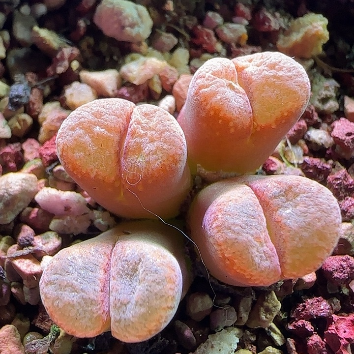 哈哈哈哈哈哈哈 240