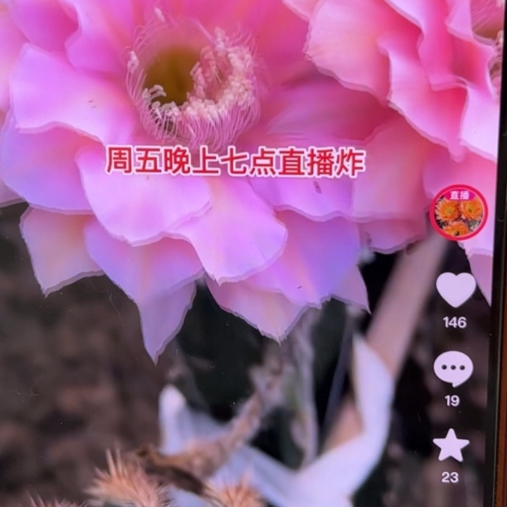 无花朵无根彩草歪cc257歪