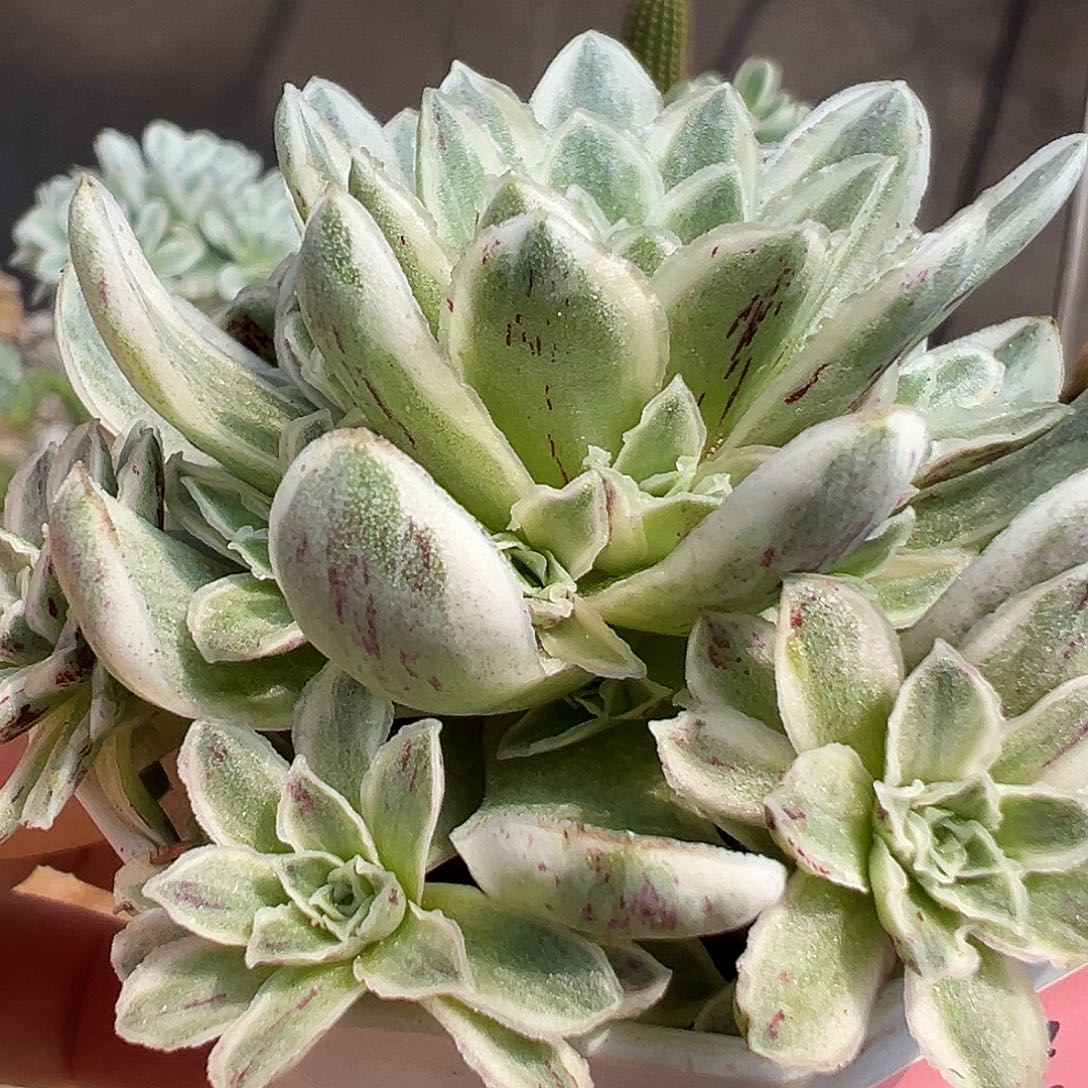 山地玫瑰锦秋夕3月14日9号