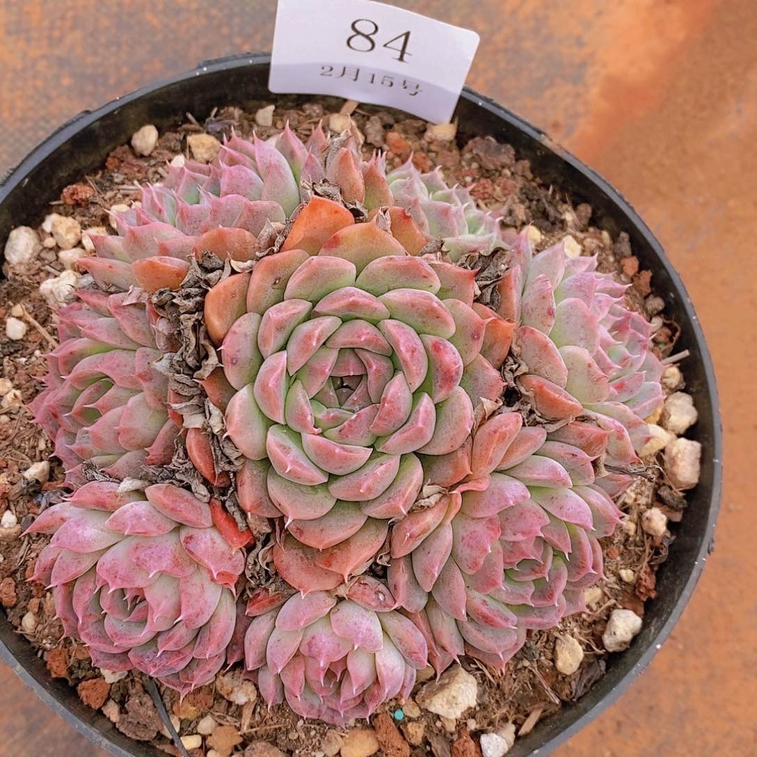 【闪购商品】云84迷宫手捧