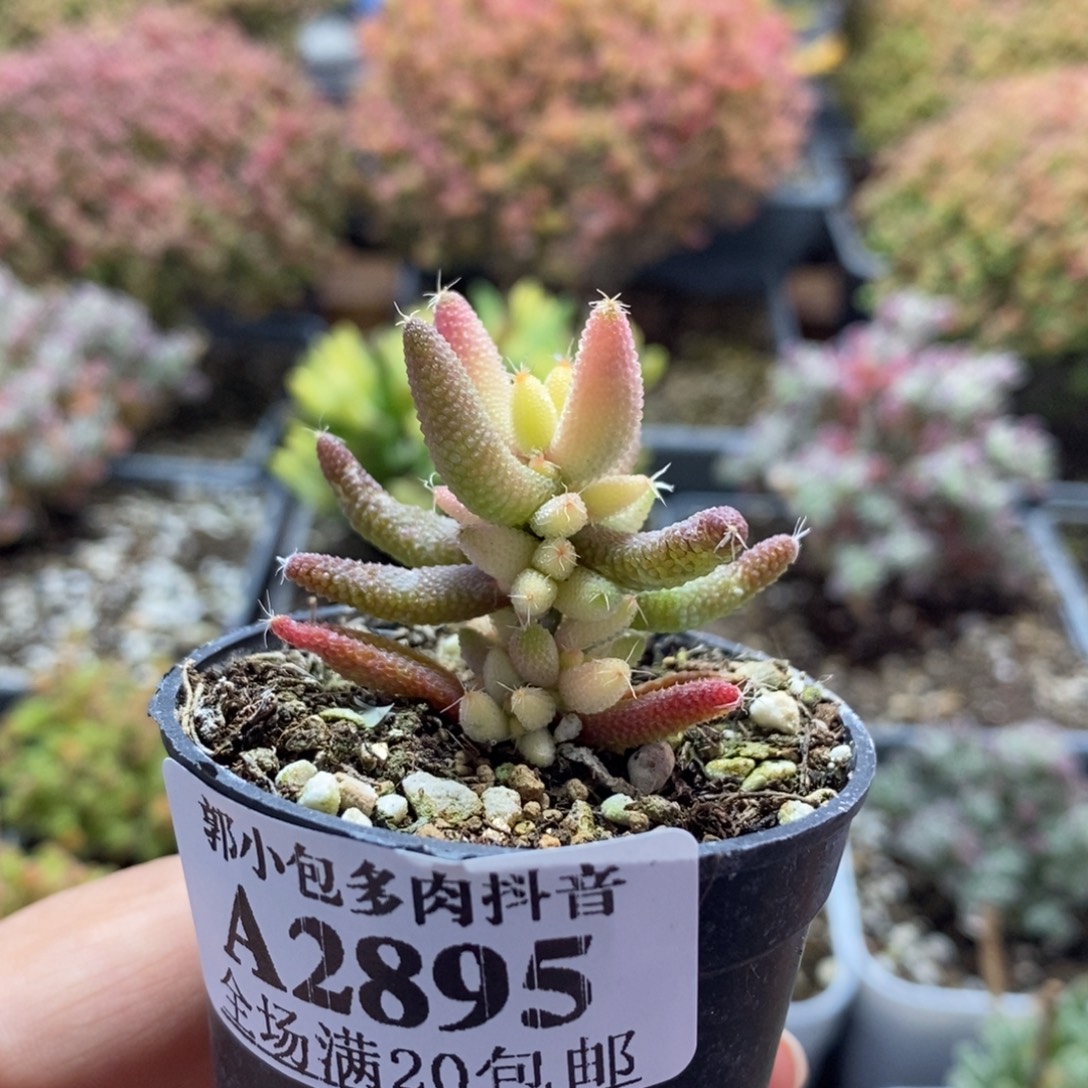 玉米锦2895枝干番杏