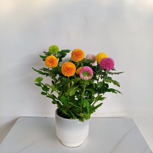 乒乓菊瓷盆1盆桌面绿植