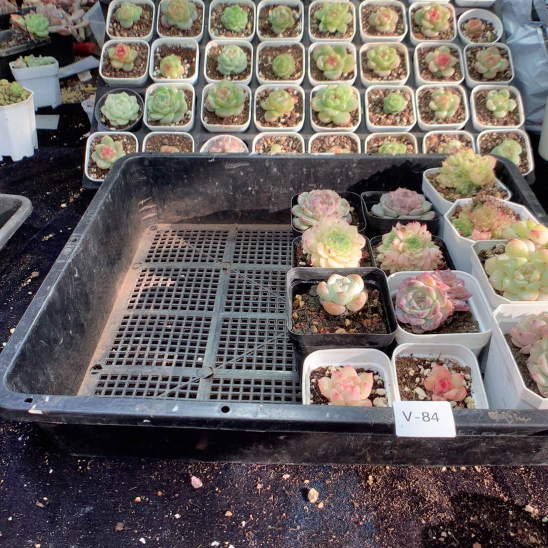 无花朵V84一英语英语