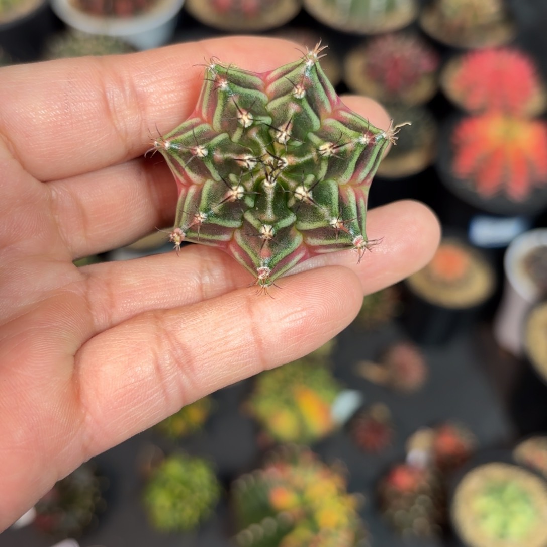 泰系米哈仙人球35号