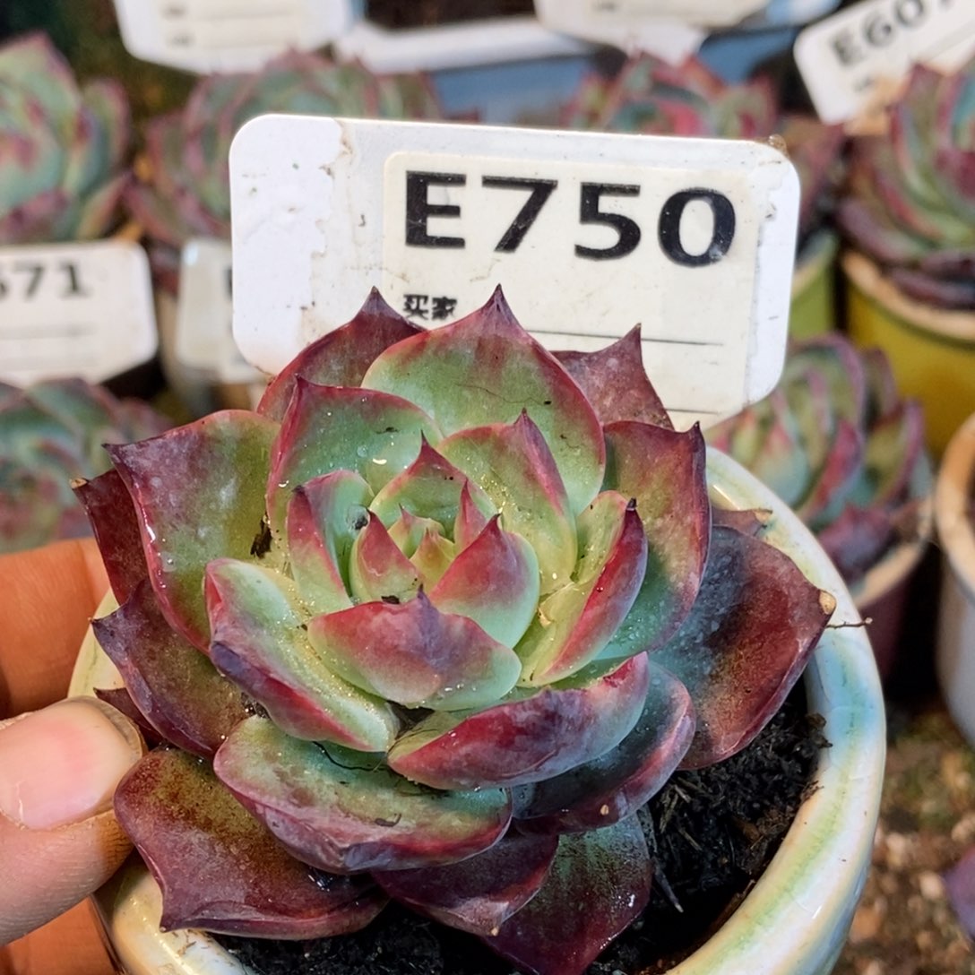 惊鸿一瞥750号楼