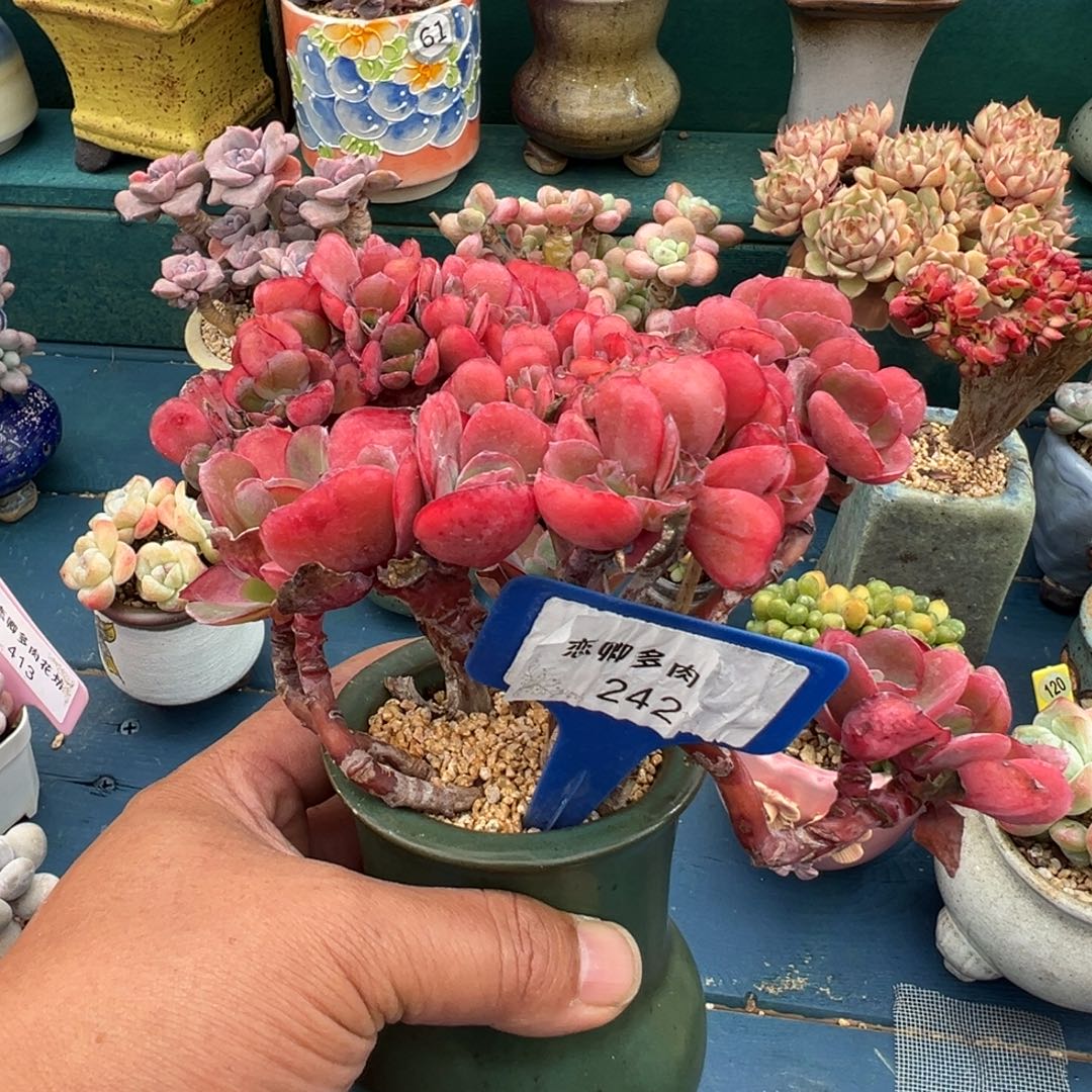 A***V242带盆土发货000000