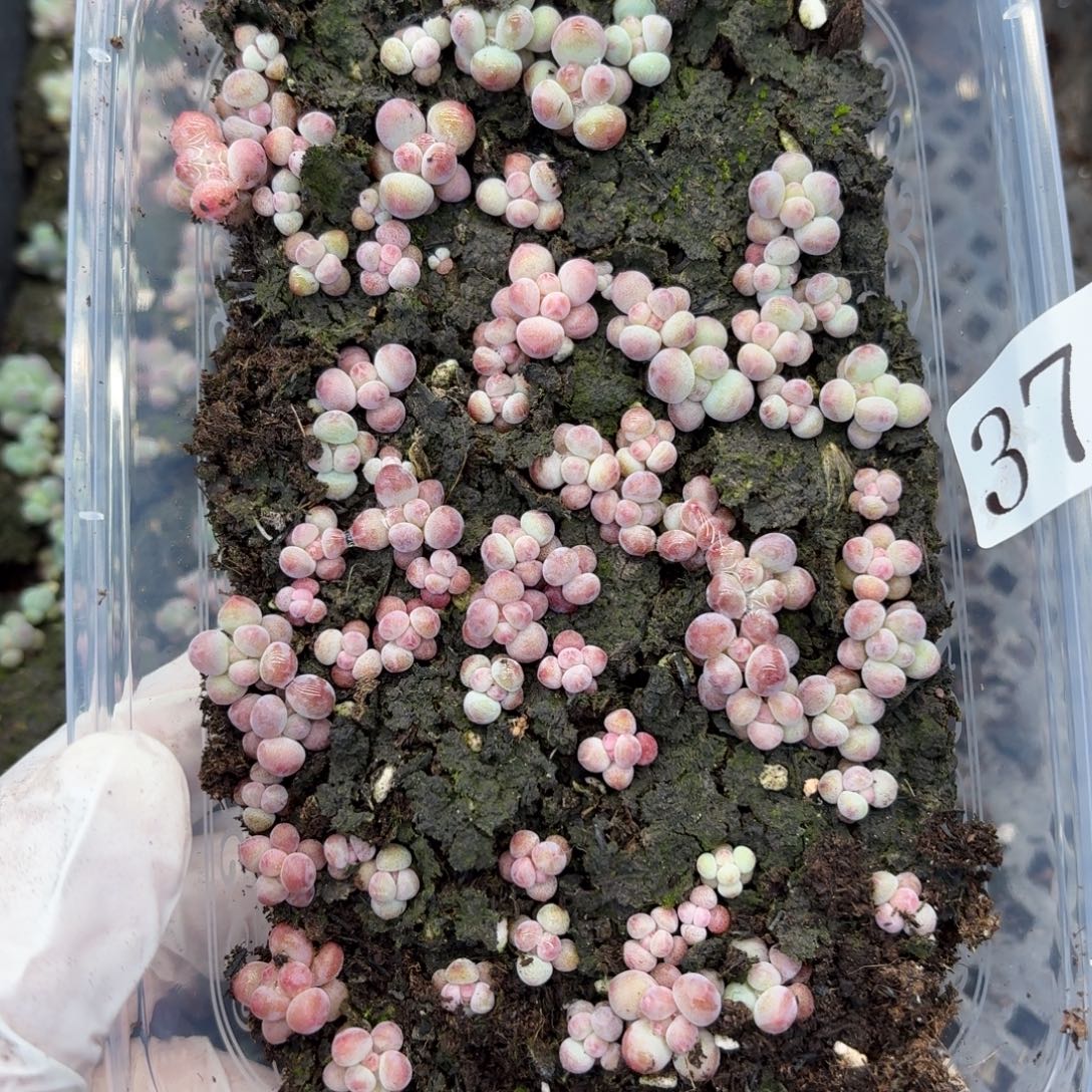 多肉植物多肉植物371