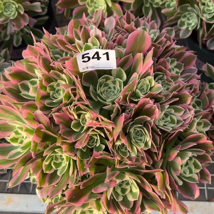 541白凤30厘米左右