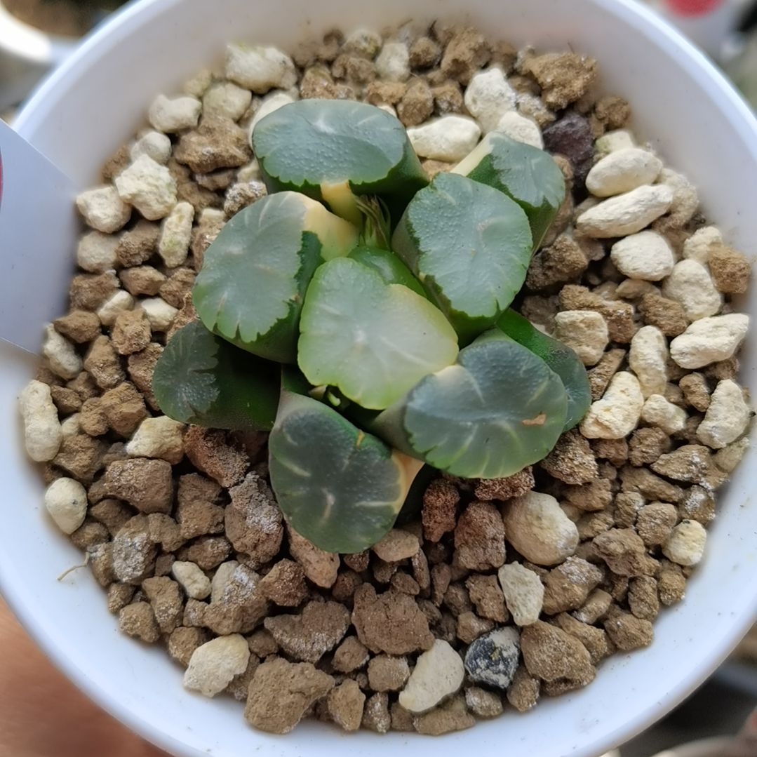 63号天使万象锦一物一拍带盆土发货